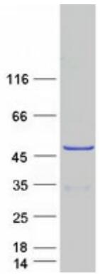Coomassie blue staining of purified DEPTOR protein.